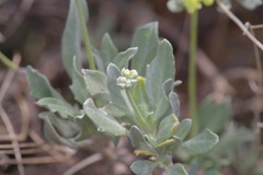 Parthenium argentatum