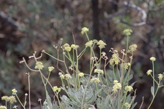 Parthenium argentatum