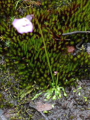 Utricularia grampiana