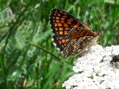 Melitaea celadussa