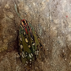 Callindra principalis