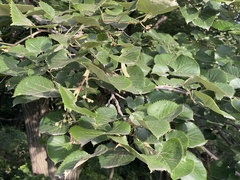 Tilia mandshurica