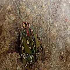Callindra principalis