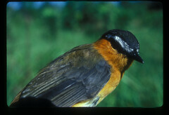 Sheppardia polioptera