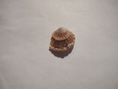 Megastraea undosa
