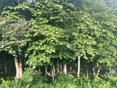 Tilia mandshurica