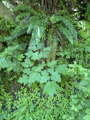 Actaea elata alpestris