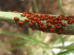 Oncopeltus fasciatus