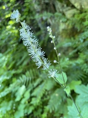 Actaea elata alpestris