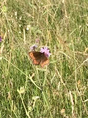 Erebia ligea