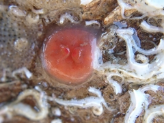 Dendrodoa grossularia