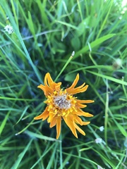 Raillardella pringlei