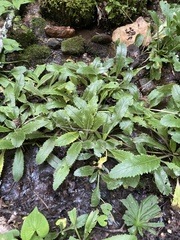 Micranthes micranthidifolia