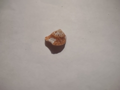 Megastraea undosa