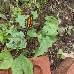 Symbrenthia niphanda