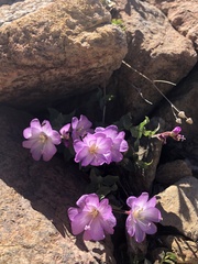 Epilobium siskiyouense