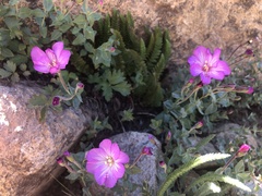 Epilobium siskiyouense