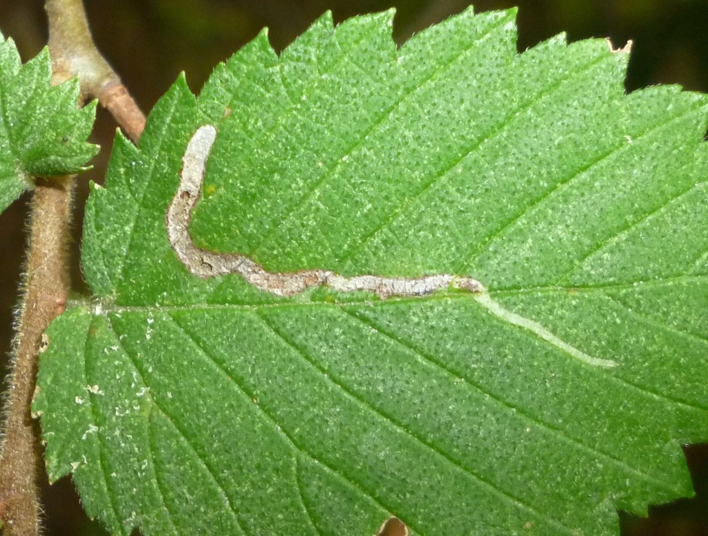 elm agromyzid leafminer