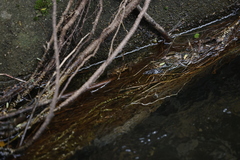 Cryptopotamon anacoluthon