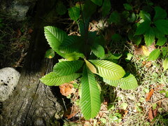 Tetracera