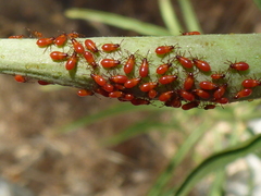 Oncopeltus fasciatus