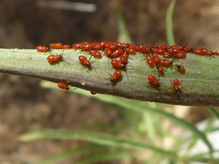 Oncopeltus fasciatus