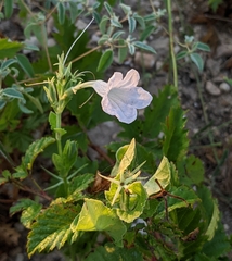 Ruellia metziae