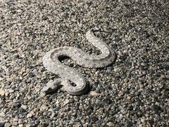Crotalus cerastes laterorepens