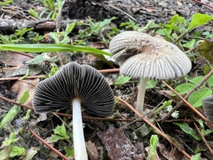 Coprinellus arenicola