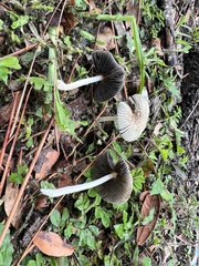Coprinellus arenicola
