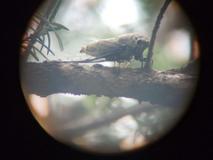 Cryptotympana atrata