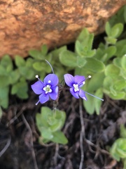 Veronica copelandii