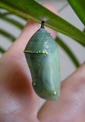 Danaus plexippus plexippus