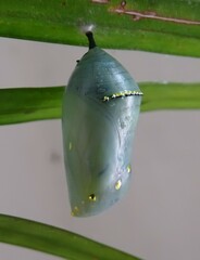 Danaus plexippus plexippus