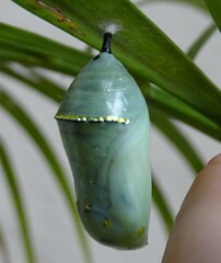 Danaus plexippus plexippus