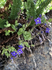 Veronica copelandii