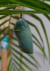 Danaus plexippus plexippus