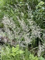 Calamagrostis varia