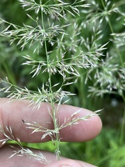 Calamagrostis varia