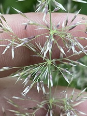 Calamagrostis varia