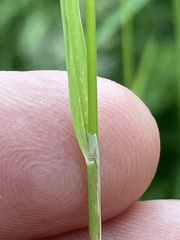 Calamagrostis varia