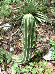 Cephalocereus euphorbioides