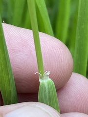 Calamagrostis varia