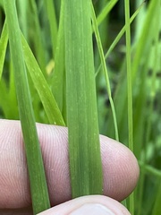 Calamagrostis varia