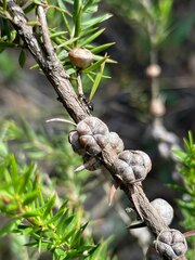 Leptospermum juniperinum
