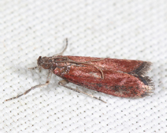 Varneria postremella