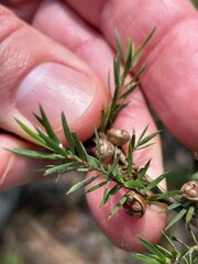 Leptospermum juniperinum