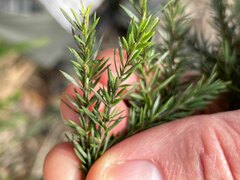 Leptospermum juniperinum