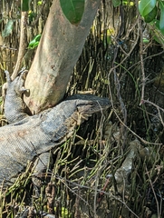 Varanus salvator macromaculatus
