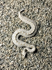 Crotalus cerastes laterorepens